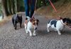Side Gigs for Animal Lovers