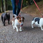 Side Gigs for Animal Lovers