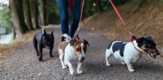 Side Gigs for Animal Lovers