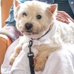 Role Pets Play in Assisted Living Why Are Pets Important in Assisted Living?