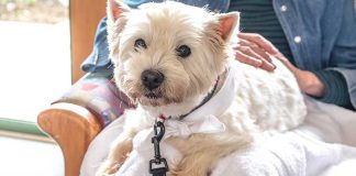 Why Are Pets Important in Assisted Living?