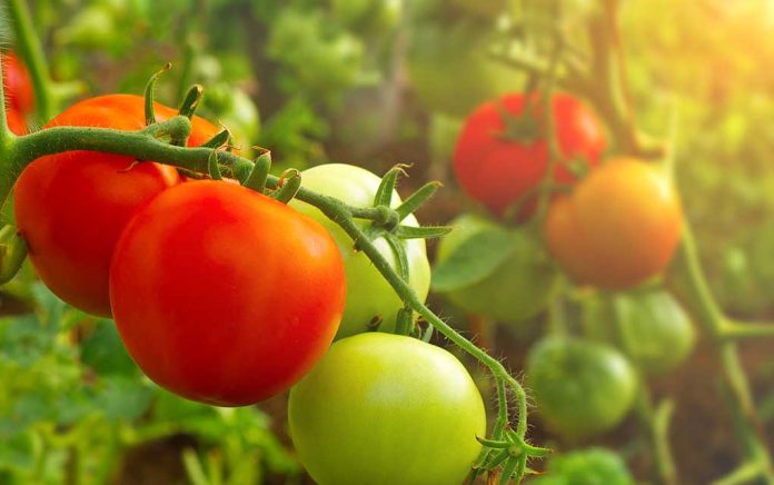 Save-Money-with-a-Summer-Garden