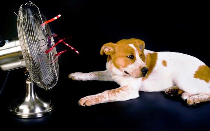 Staying-Cool-in-Summer-Heat (1)